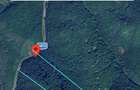 Padure de fag,5 hectare,in jud. HUNEDOARA - 1