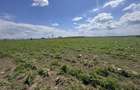 Teren agricol de 10000 mp, în Ghiroda - 2