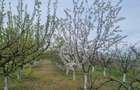 Livada tanara, 2000 m, Dridu-Snagov - 2
