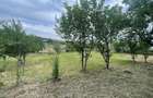 6.000 mp intravilan sat Avintu - 3