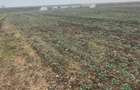 Teren agricol intravilan de 4000 mp, în Dimieni - 1