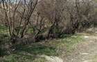 Teren de 1038 mp, în Măxineni - 1