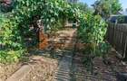 Casă individuală cu 4 camere cu Teren 973 Mp în Lipia - 1
