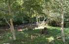 Vand teren Valea Ilvei - Lunca Bradului Parcul National Calimani - 5