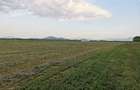 Teren agricol de 20000 mp, în Bod - 2