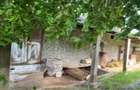 Casă cu 2 camere în Marotinu de Jos - 3