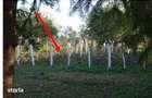 Teren intravilan Mosteni, cota parte 1/2 , ID: R2928668 - 5