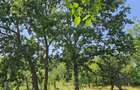 Teren intravilan de 572 mp, în Băicoi - 14