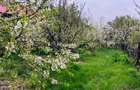 Teren intravilan 2.500 mp + 5.200 mp extravilan | Letca Veche | 27.000