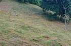 Teren de 7000 mp, în Grădiștea de Munte - 6
