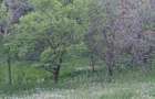 Vand teren cu casa 3 camere gratis zona munte - 3