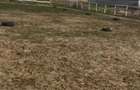 Teren 840 mp Sabareni (Giurgiu) 2 loturi alipite, construibil, cadastru + intabulare, direct proprietar - 1
