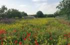 TEREN 3000 MP LANGA DUNARE + PADURE | DESCHIDERE DN31 - 7