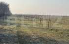 Ferma de nuci - teren agricol, zona Ivesti - 17