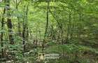 De vanzare teren extravilan 8,2037 ha padure ?i pa?une Borod, Bihor - 2