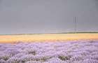 De vanzare plantatie de lavanda - 2
