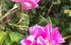 TEREN CU PLANTA?IE DE TRANDAFIRI ,,ROSA DAMASCENA,\ \CARANSEBE?\JUD.CS - 10