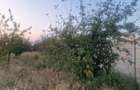 TEREN INTRAVILAN DE VANZARE ROBANE?TI, DOLJ | 5.000 MP