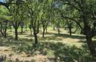 Vand teren intravilan, 2295 MP in comuna Bogati judetul Arges - 3