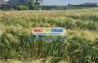 Teren Construcții intravilan de 10000 mp, în Berceni - 3 Teren Construcții intravilan de 10000 mp, în Berceni - 3