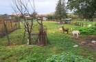 Vand casa Vidrasau, Mures - 5