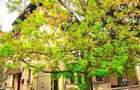 Apartament 3 camere parter in vila plus garsoniera demisol si curte. - 1