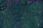 Teren pădure 64000 mp Pietroasa spre Boga - 1