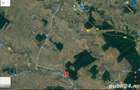 PADURE zona Sadina , Bolintin , Giurgiu - 6