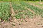 Teren intravilan 1500 m2, Sat Rasa, Comuna Gradistea - 1