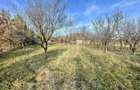 Teren intravilan 1.915 mp + cabana din lemn | Tocile Sadu - 9