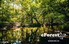 Profita acum de oferta de Pa?te! Langa padure. zona verde - eForest - 11