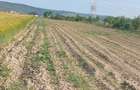 Teren intravilan de vanzare in Osorhei - 2