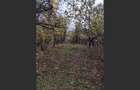 Casă cu 3 camere cu Canalizare în Drajna de Jos - 3