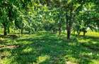 Teren agricol de 15000 mp, în Nord-Est - 4
