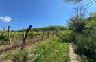 Rediu , 2500 mp , 64 ml deschidere - 2