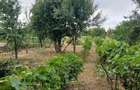 Casa spatioasa cu gradina si mult potential in podgoriile Aradului - 1