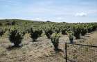Plantatie Alun 2,9 ha - 3