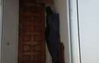 Inchiriez apartamen5