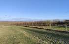 Vand ferma pomicola 12 hectare