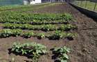 Vand teren intravilan,800 mp,loc Ludus,,jud.Mures