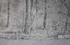 Teren forestier fag stejar veche 100 ani - 5