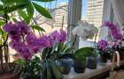 Apartament cu 3 camere semidecomandat în Dristor - 2