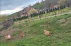 Teren intravilan CENTRAL Malcoci 685 mp utilitati pe strada 14,9 /mp (negociabil)