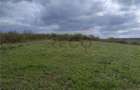 RECO Teren intravilan, Paleu - 1