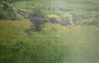 Teren de Vanzare - 4 hectare. Gusterita - Sibiu - 2