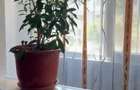 Apartament cu 2 camere în Tomis III - 4
