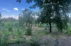 Casa de vanzare cu 2 parcele Jamu Mare (70 km de Timi?oara) - 6