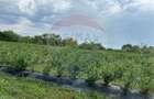 Teren extravilan de 29656 mp, în Bozânta Mică - 5