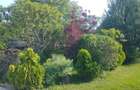 Vand teren 0,75 ha in Bazna cu doua case, o casuta, anexe... Ideal pentru camping, Airbnb, pensiune - 3