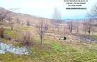 Vila cocheta,beci si livada,cadru natural intim,atractiv,zona Ciritei - 2